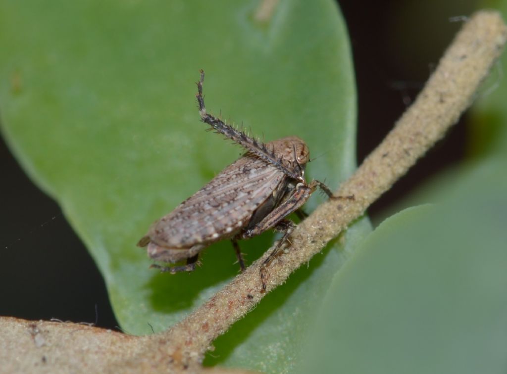 Cicadellidae: Selenocephalus cfr. obsoletus  da confermare